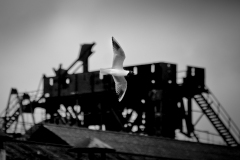 P2986_Zm